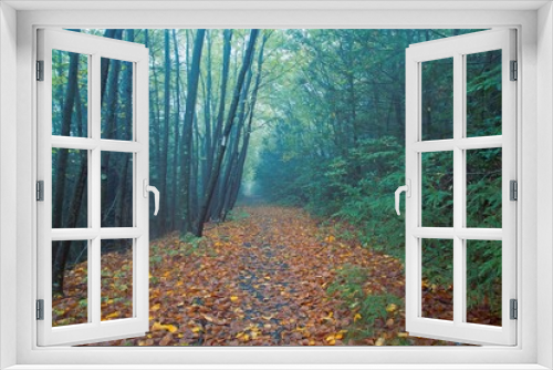 Fototapeta Naklejka Na Ścianę Okno 3D - Spooky Foggy Autumn Woods