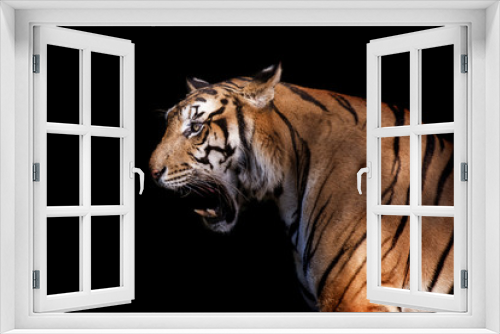 Fototapeta Naklejka Na Ścianę Okno 3D - siberian tiger in action of growl
