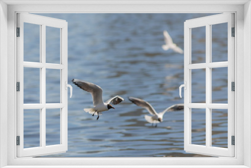 Fototapeta Naklejka Na Ścianę Okno 3D - Three seagulls over water