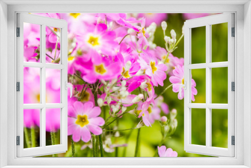 Fototapeta Naklejka Na Ścianę Okno 3D - beautiful garden flowers, fresh colorful flowers