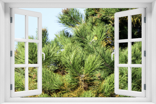 Fototapeta Naklejka Na Ścianę Okno 3D - Pine Warbler in pine tree