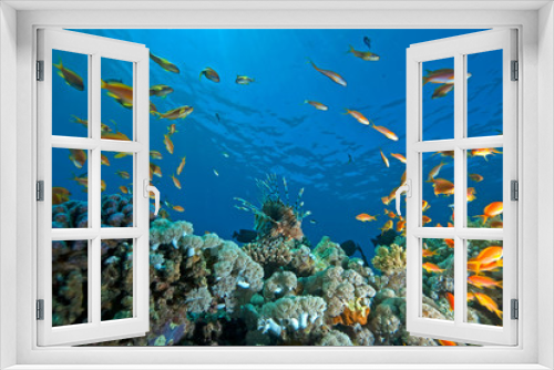 Fototapeta Naklejka Na Ścianę Okno 3D - coral, ocean and fish