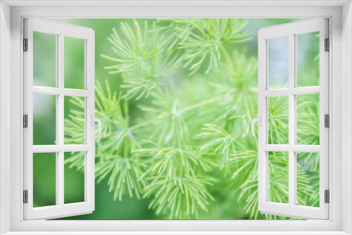 Fototapeta Naklejka Na Ścianę Okno 3D - Evergreen pine needles photo background. Young small pine bush,