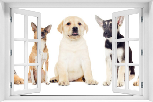 Fototapeta Naklejka Na Ścianę Okno 3D - set pets