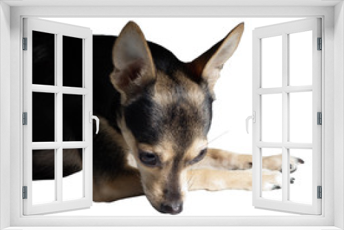 Fototapeta Naklejka Na Ścianę Okno 3D - Sad russian toy Terrier