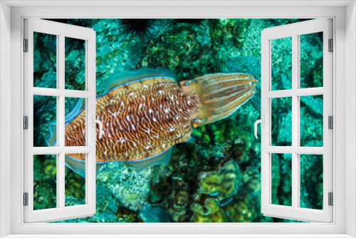 Fototapeta Naklejka Na Ścianę Okno 3D - Cuttlefish from above