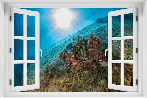 Fototapeta Naklejka Na Ścianę Okno 3D - diving in colorful reef underwater in mexico cortez sea