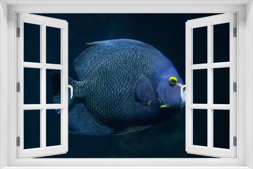 Fototapeta Naklejka Na Ścianę Okno 3D - French angelfish (Pomacanthus paru).