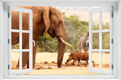 Fototapeta Naklejka Na Ścianę Okno 3D - Warthog running pass the Zebra and the Bush Elephant