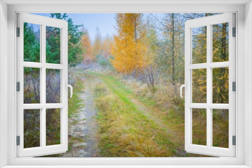 Fototapeta Naklejka Na Ścianę Okno 3D - Early winter forest
