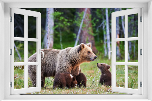Fototapeta Naklejka Na Ścianę Okno 3D - Female brown bear and her cubs