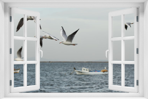 Fototapeta Naklejka Na Ścianę Okno 3D - Seagulls flying with open wings on the sea.