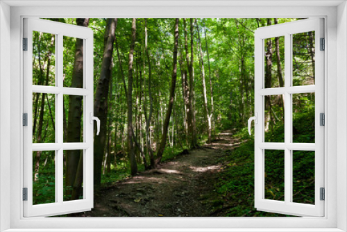 Fototapeta Naklejka Na Ścianę Okno 3D - Beautiful forest in Koprivnice