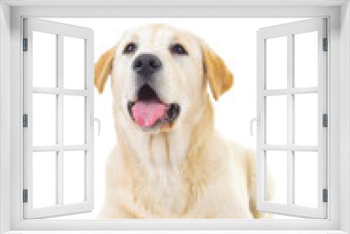 Fototapeta Naklejka Na Ścianę Okno 3D - curious labrador retriever dog is looking up