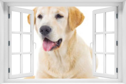 Fototapeta Naklejka Na Ścianę Okno 3D - panting yellow labrador retriever dog