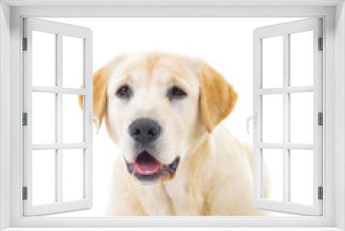 Fototapeta Naklejka Na Ścianę Okno 3D - adorable labrador retriever female dog