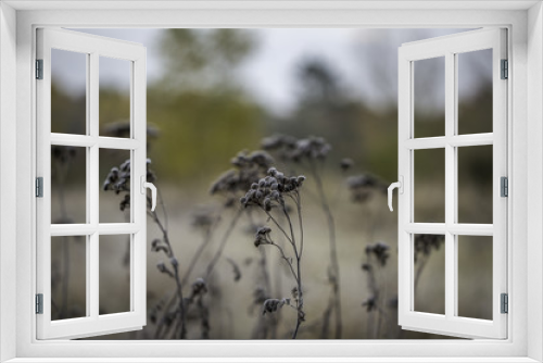Fototapeta Naklejka Na Ścianę Okno 3D - Nahaufnahme von Pflanzen an einem kalten Wintermorgen