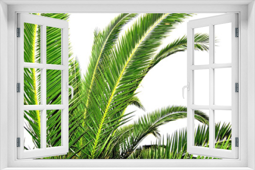 Fototapeta Naklejka Na Ścianę Okno 3D - Fresh green palm leaves