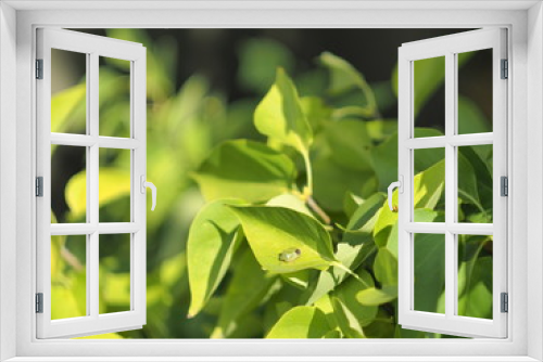 Fototapeta Naklejka Na Ścianę Okno 3D - lilac leaves