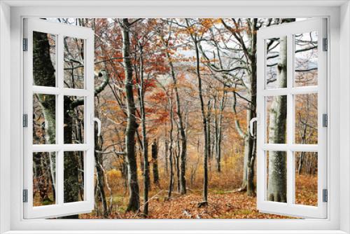 Fototapeta Naklejka Na Ścianę Okno 3D - In autumn forest with beerch trees. Red beautiful wood.