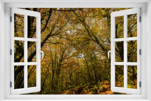 Fototapeta Naklejka Na Ścianę Okno 3D - Wild forest at autumn