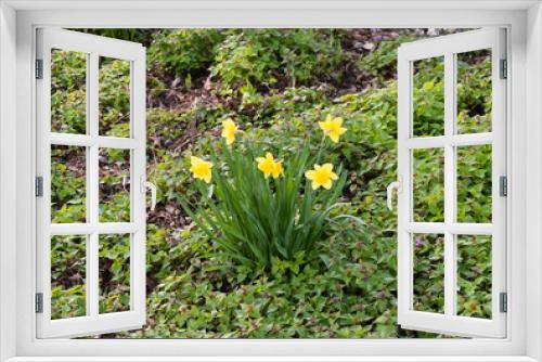 Fototapeta Naklejka Na Ścianę Okno 3D - Narcissus flower with bee