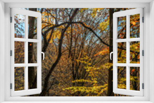 Fototapeta Naklejka Na Ścianę Okno 3D - autumn forest in foliage
