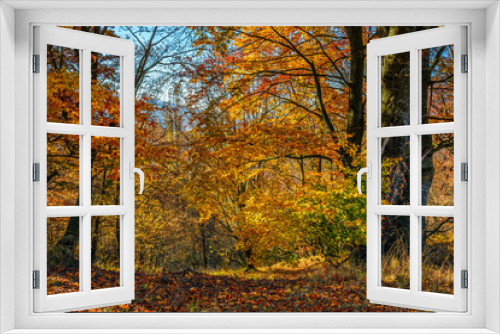 Fototapeta Naklejka Na Ścianę Okno 3D - forest in red foliage on sunny autumn day
