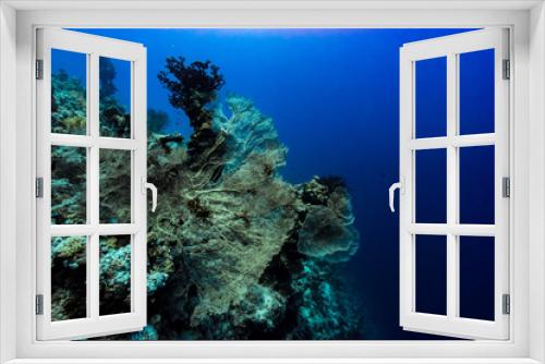 Fototapeta Naklejka Na Ścianę Okno 3D - giant gorgonian seascape