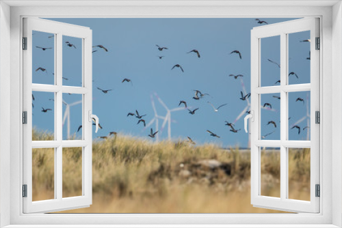 Fototapeta Naklejka Na Ścianę Okno 3D - wildenten