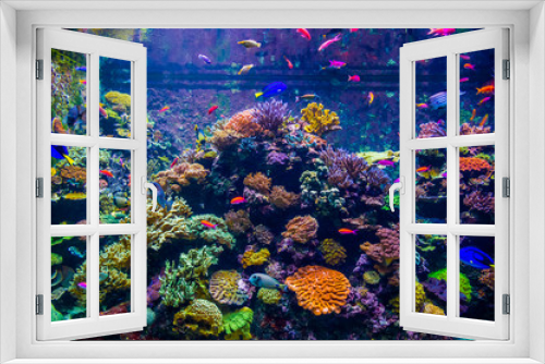 Fototapeta Naklejka Na Ścianę Okno 3D - A variety of bright fish move against the backdrop of coral polyps and in the underwater world of a large aquarium (Singapore)