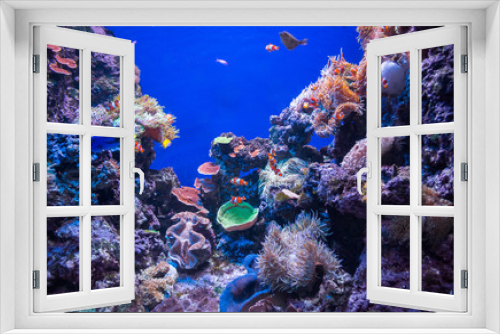 Fototapeta Naklejka Na Ścianę Okno 3D - The underwater world is a large aquarium with fish and coral with blue background (Singapore)