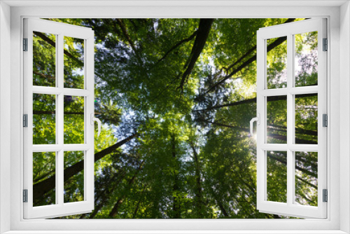 Fototapeta Naklejka Na Ścianę Okno 3D - Treetop Sunlight