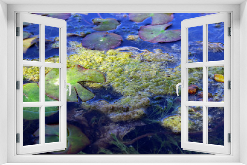 Fototapeta Naklejka Na Ścianę Okno 3D - Algas verdes en el lago