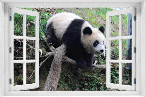Fototapeta Naklejka Na Ścianę Okno 3D - Panda on the Playground