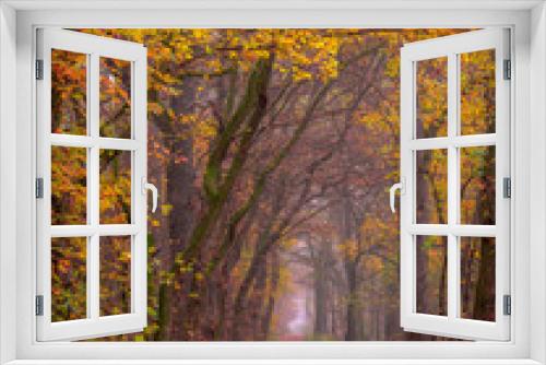 Fototapeta Naklejka Na Ścianę Okno 3D - Colors of Atumn forest