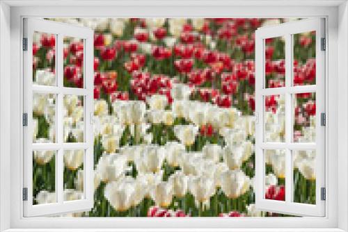 Fototapeta Naklejka Na Ścianę Okno 3D - Colorful Tulip Flowers