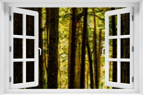 Fototapeta Naklejka Na Ścianę Okno 3D - forest conifers uk