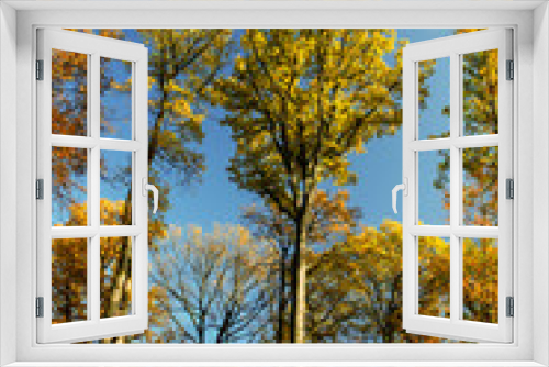 Fototapeta Naklejka Na Ścianę Okno 3D - Goldener Herbst