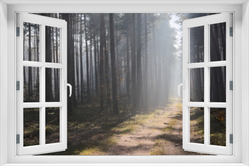 Fototapeta Naklejka Na Ścianę Okno 3D - Mgła w lesie.