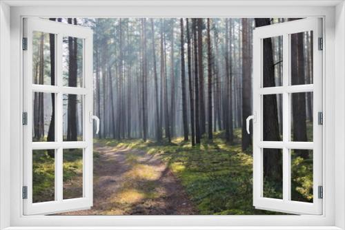 Fototapeta Naklejka Na Ścianę Okno 3D - Mgła w lesie.
