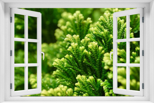 Fototapeta Naklejka Na Ścianę Okno 3D - Green floral background