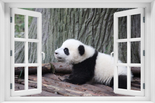 Fototapeta Naklejka Na Ścianę Okno 3D - Baby Panda on the Playground