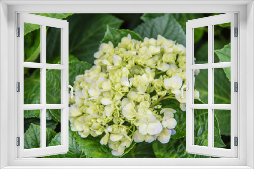 Fototapeta Naklejka Na Ścianę Okno 3D - White hydrangea flowers,Beautiful white flower in garden