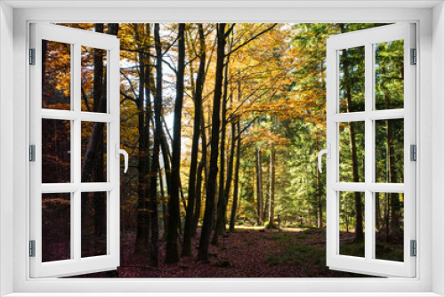 Fototapeta Naklejka Na Ścianę Okno 3D - Buchenwald im Herbst