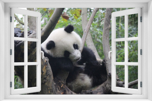 Fototapeta Naklejka Na Ścianę Okno 3D - Baby Panda