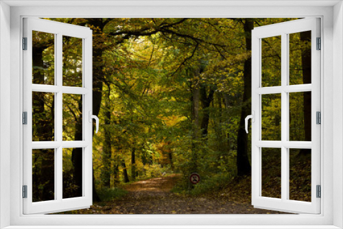 Fototapeta Naklejka Na Ścianę Okno 3D - Path in the forest in Autumn time