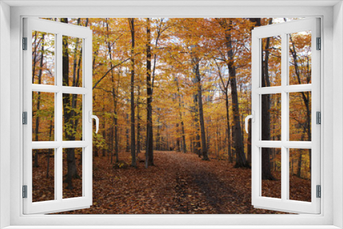 Fototapeta Naklejka Na Ścianę Okno 3D - Autumn Forest Trail