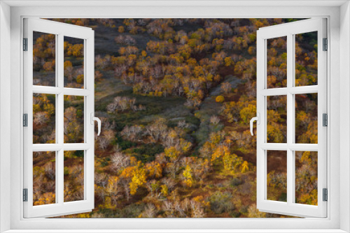 Fototapeta Naklejka Na Ścianę Okno 3D - Betula ermanii