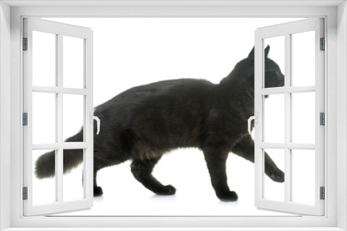 Fototapeta Naklejka Na Ścianę Okno 3D - maine coon kitten